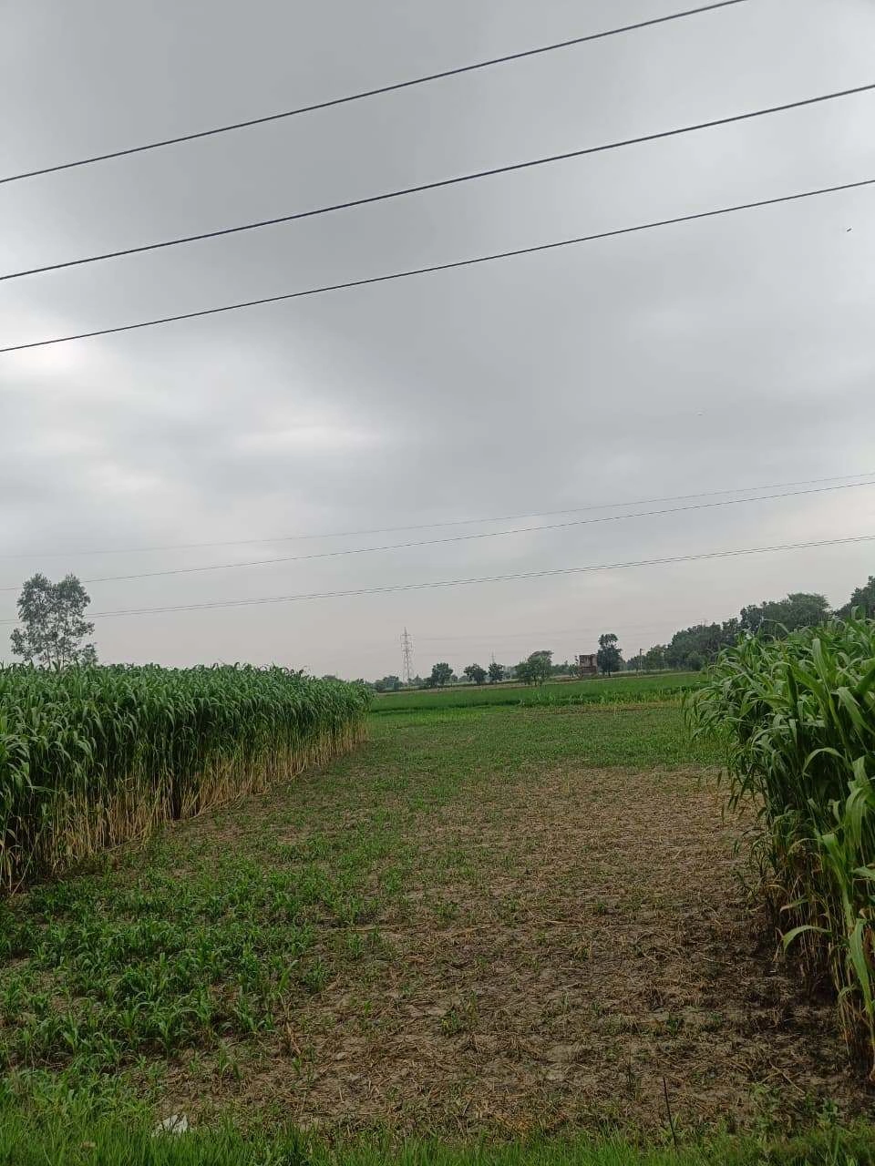 Bukharari, Mathura, Uttar Pradesh, India
