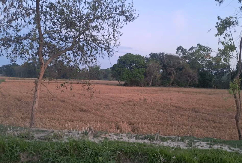 Barnagar, Madhya Pradesh 456771, India