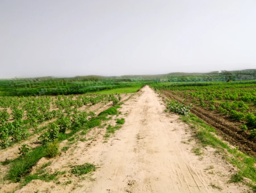 Suneda, Madhya Pradesh 456222, India