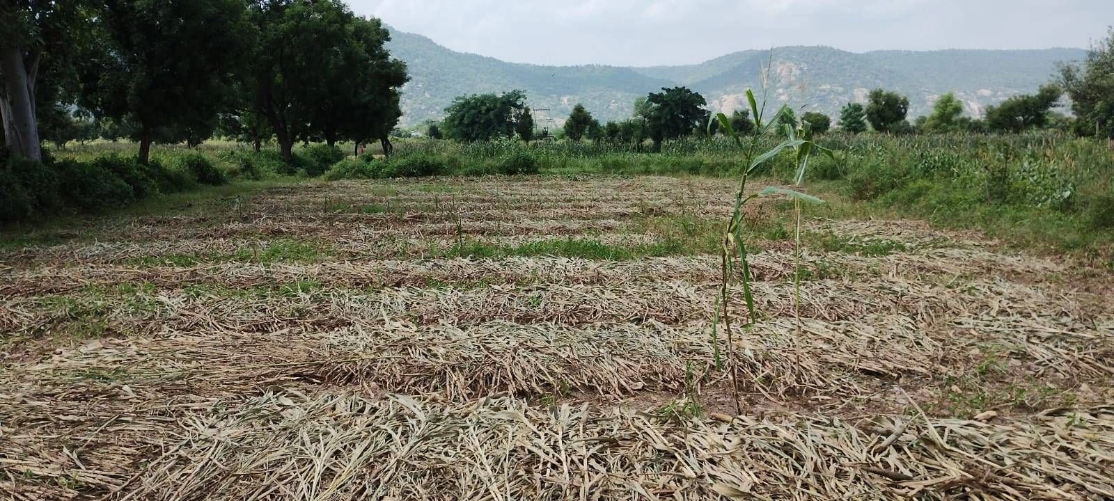 Chormar Khera, Sirsa, Haryana 125077, India