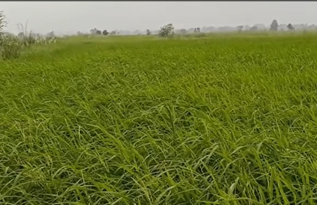 Pahadi, Seoni, Madhya Pradesh 480997, India