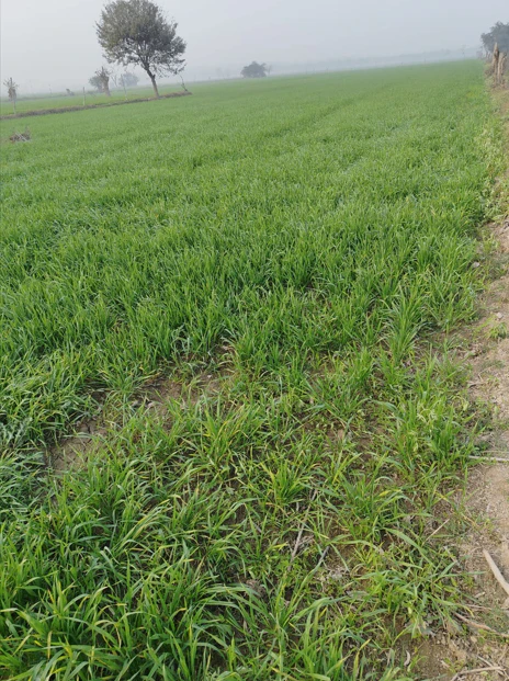 Biharinath Hill, West Bengal 722153, India