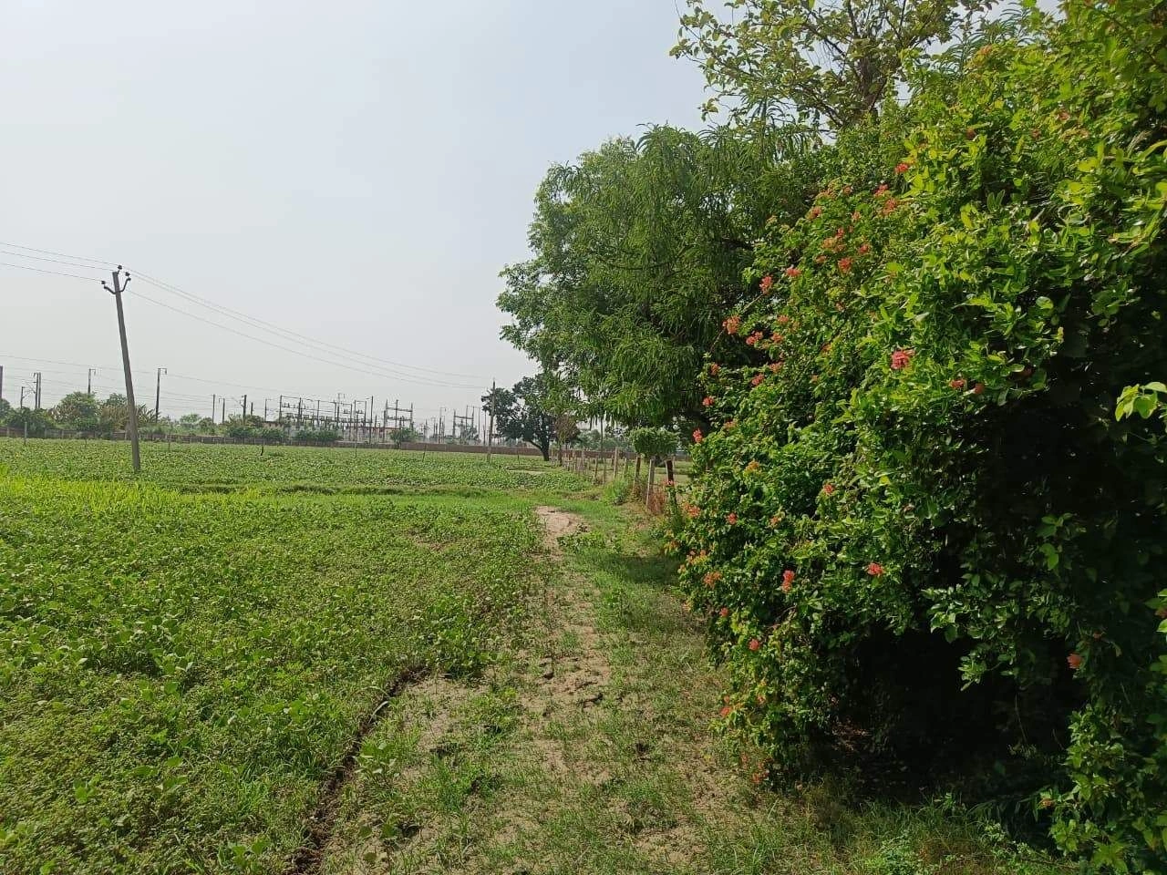 Gauhari, Uttar Pradesh 281401, India