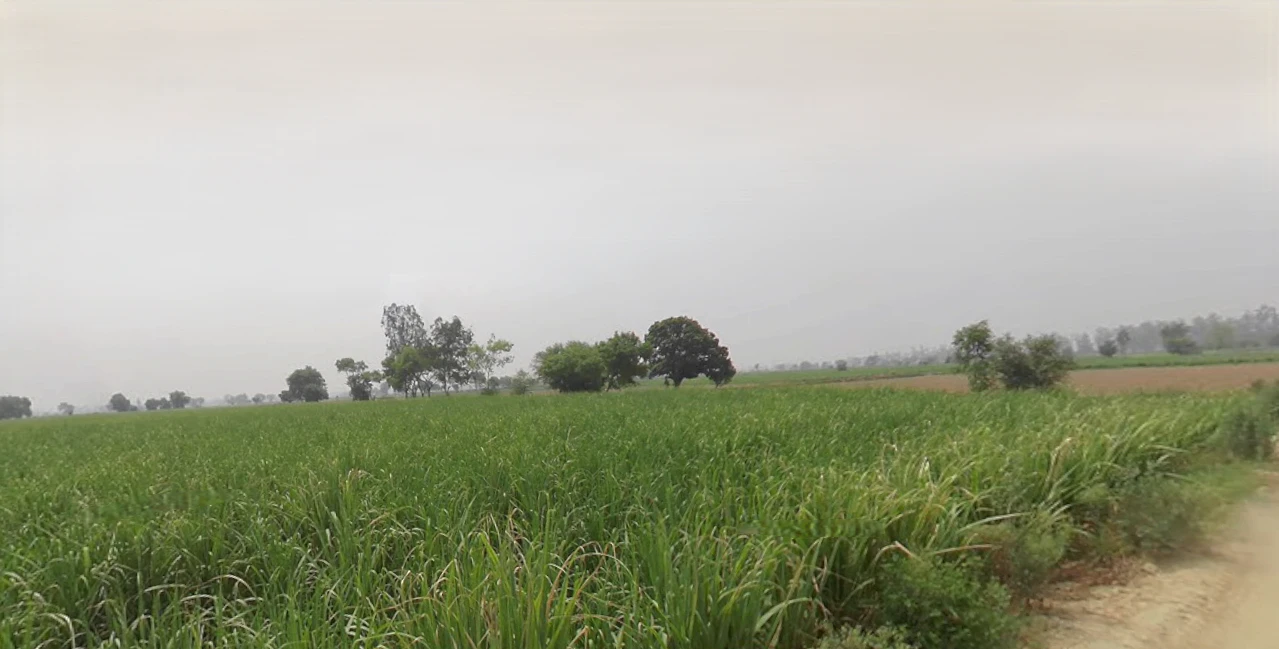 Butana, Haryana 131302, India