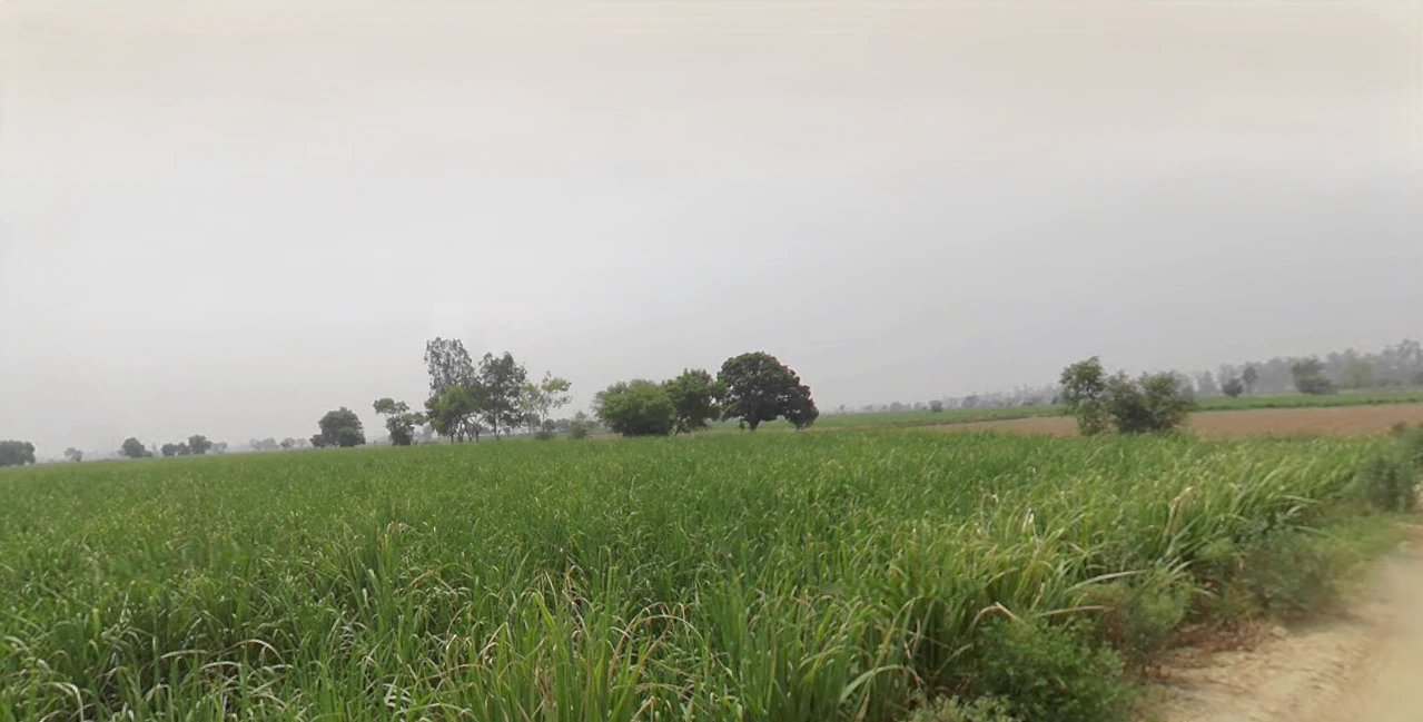 Butana, Haryana 131302, India