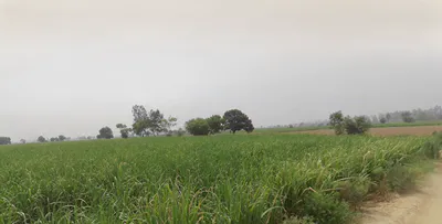 Butana, Haryana 131302, India preview 3