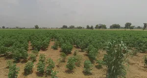 J745+M3R, Patsawra, West Bengal 713363, India preview 3