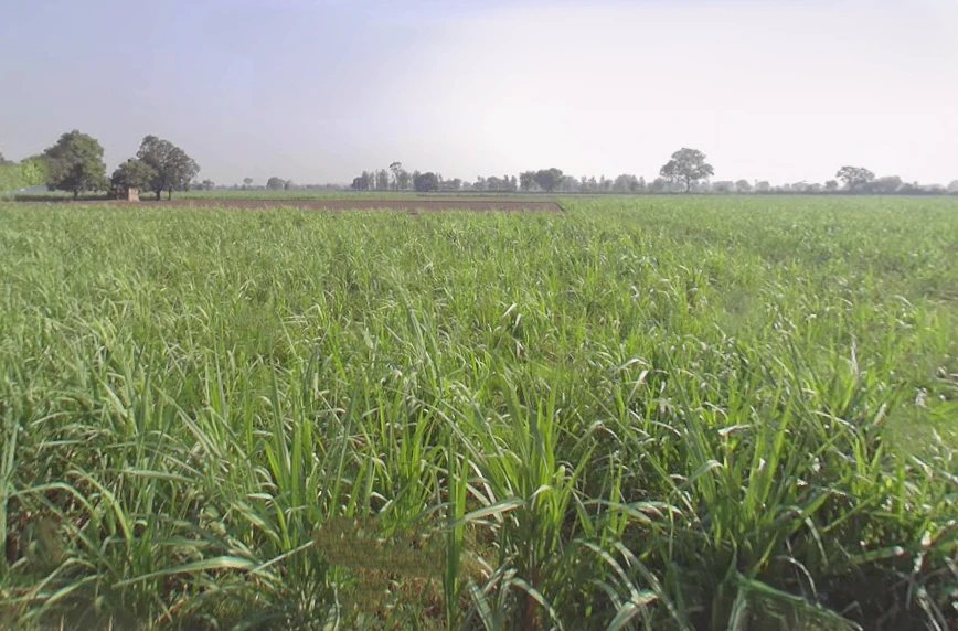 Dhanaura, Uttar Pradesh 244231, India