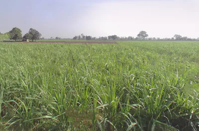 Dhanaura, Uttar Pradesh 244231, India preview 2