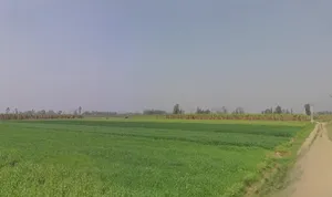 Mawana, Uttar Pradesh, India preview 2