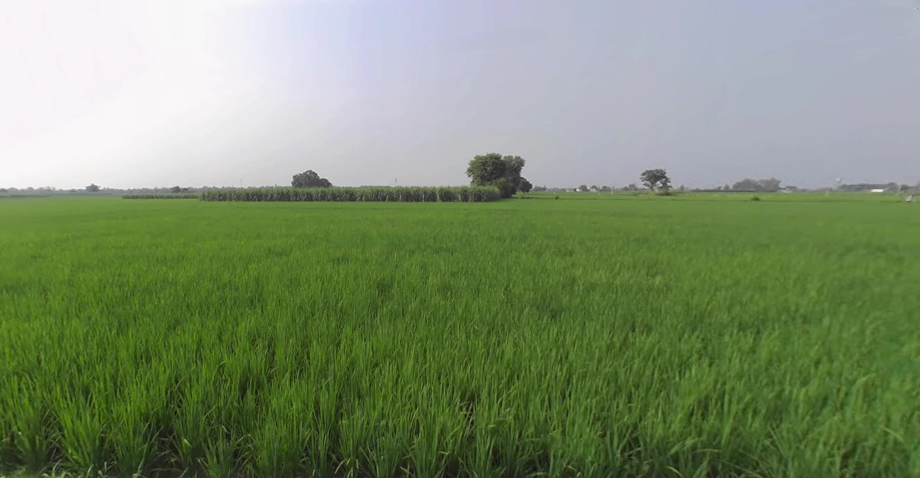 Bareti, Himachal Pradesh 177042, India