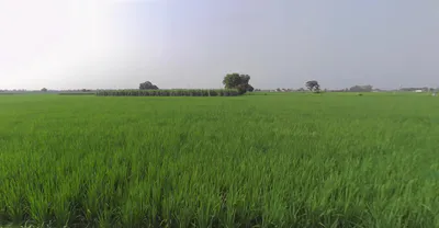 Bareti, Himachal Pradesh 177042, India preview 3