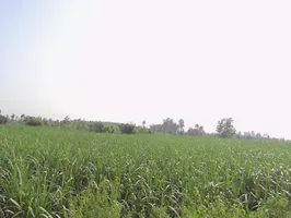 Nahali, Uttar Pradesh 250342, India preview 2