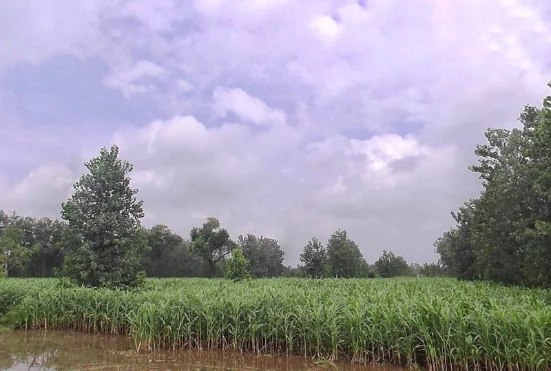 XMJ4+FR Gagalhedi Aht., Uttar Pradesh, India preview 3