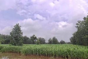 XMJ4+FR Gagalhedi Aht., Uttar Pradesh, India preview 3