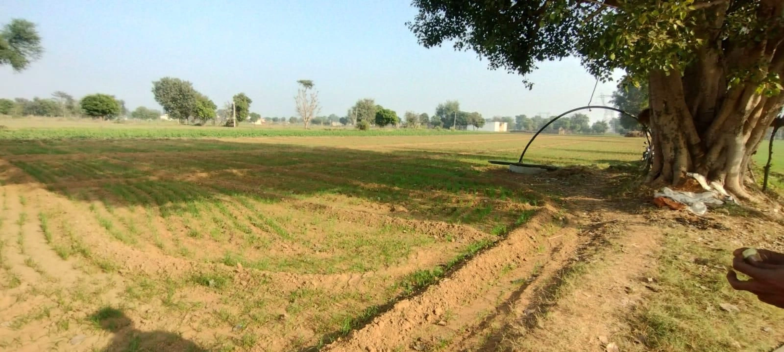 FFRM+M39, Govardhan, Uttar Pradesh, India