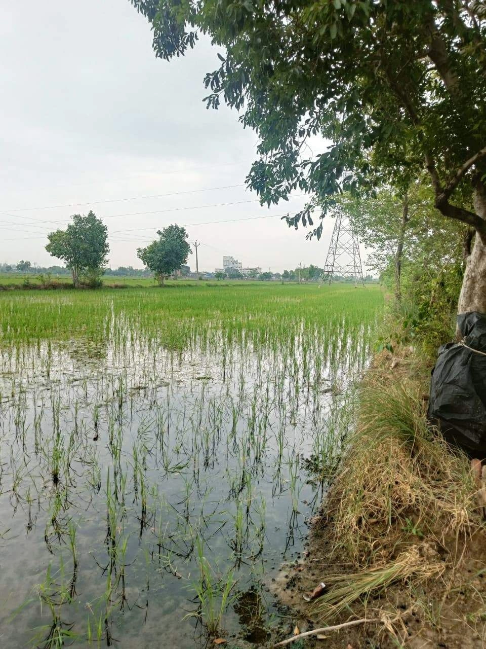 Bukharari, Mathura, Uttar Pradesh, India