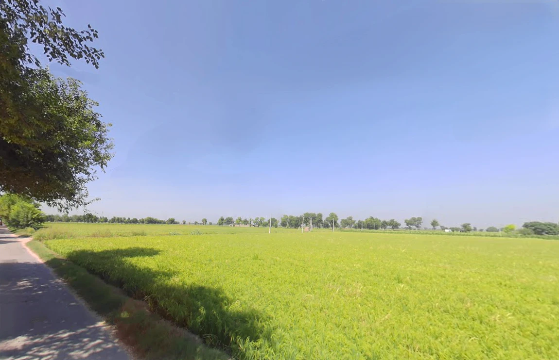 Ratia, Haryana 125051, India