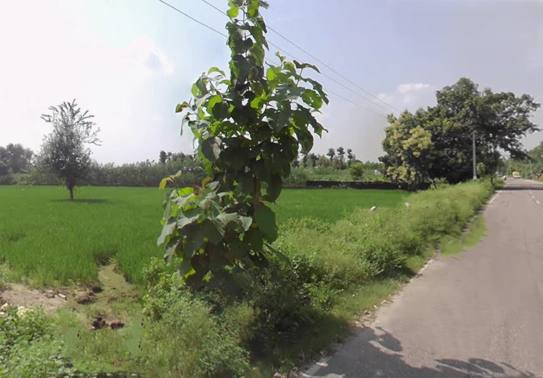 Kurdi Khera, Uttar Pradesh 247129, India
