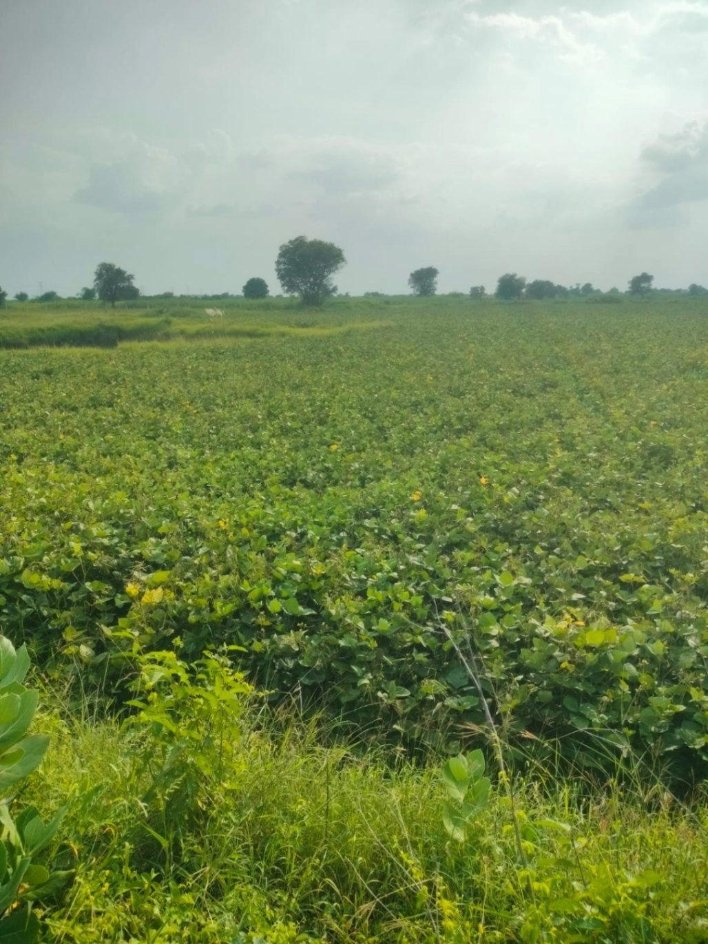 Awandiya, Jaipur, Rajasthan 303005, India