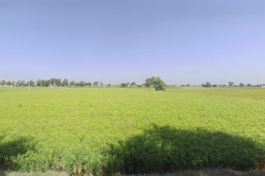 Village Baba Bhuman Shah, Sangar Sadha, Haryana 125054, India