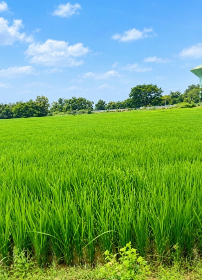 M63J+J9Q, Sangareddy, Chintalcheru, Telangana 502296, India