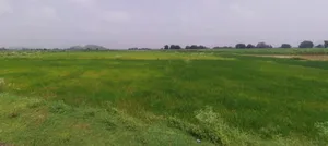 Tarana, Madhya Pradesh 456665, India preview 3