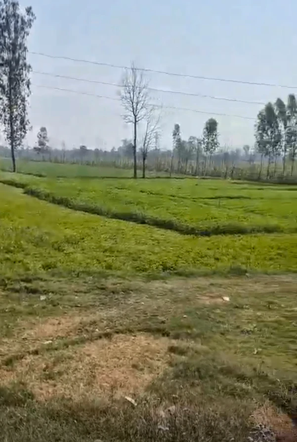 Kolki, Saharanpur, Uttar Pradesh, India