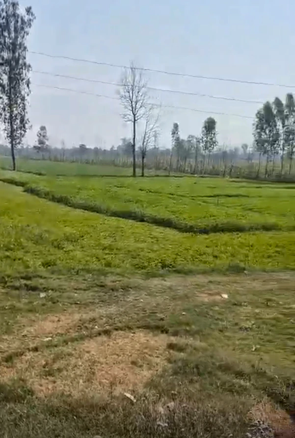 Kolki, Saharanpur, Uttar Pradesh, India
