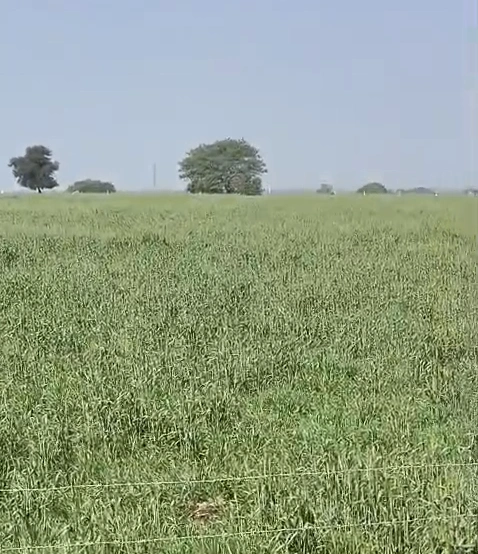 Bichrod, Ujjain, Madhya Pradesh 456665, India - Photo 3