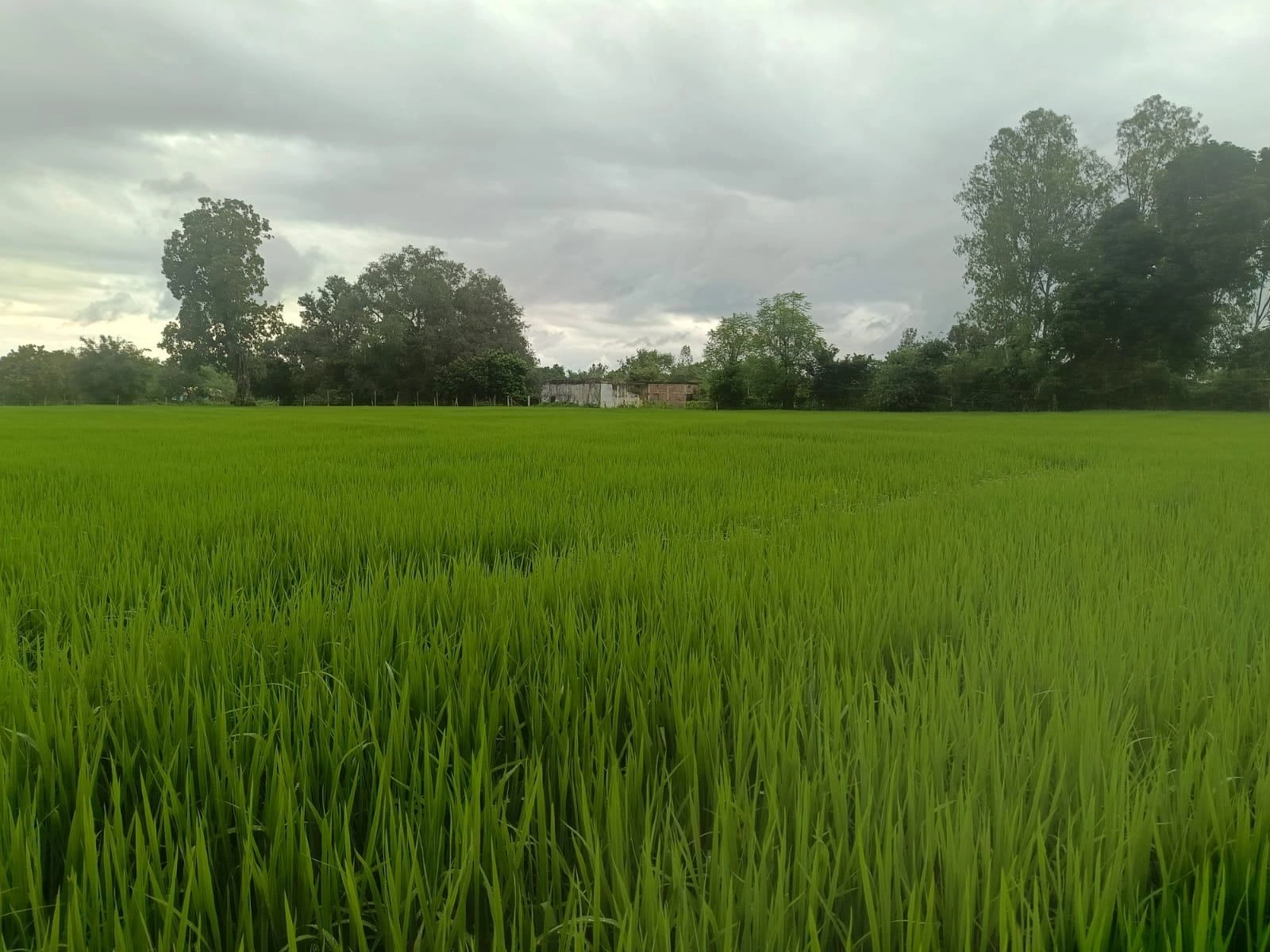 Pahara Purwa, Chhatarpur, Madhya Pradesh 471606, India
