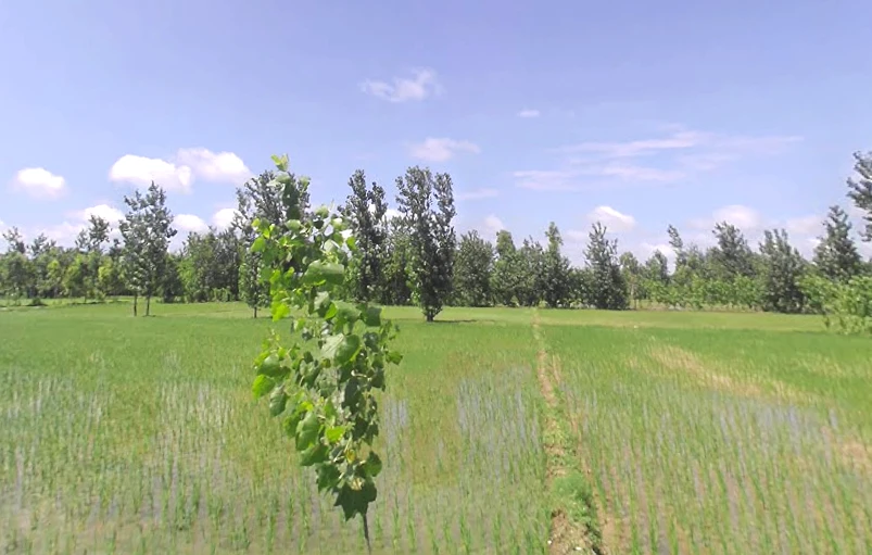 Maheshwari khurd, Uttar Pradesh 247120, India