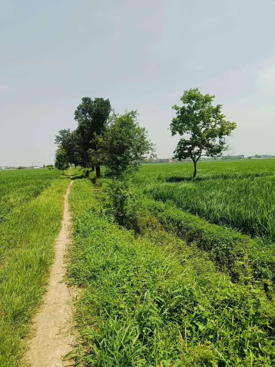 Bhudri, Mathura, Uttar Pradesh 281206, India