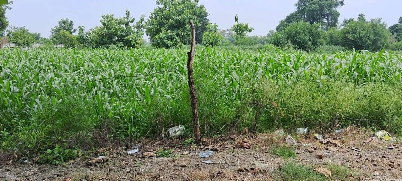 PXQW+P8M, Ayodhya, Khirauni, Uttar Pradesh 224188, India