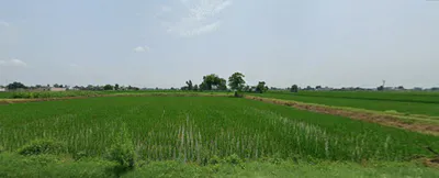 Kalwa, Punjab 147021, India preview 2
