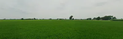 Fagan Majra, Punjab 147006, India preview 2