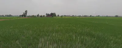 Dittupur, Punjab, India preview 3