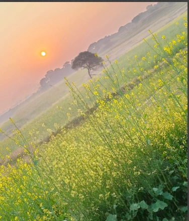 Jojawar, Rajasthan 306022, India