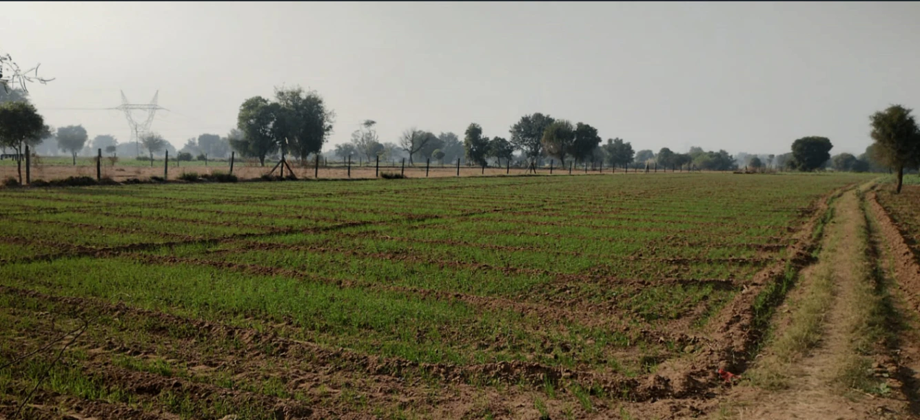 Bamboli, Rajasthan, India