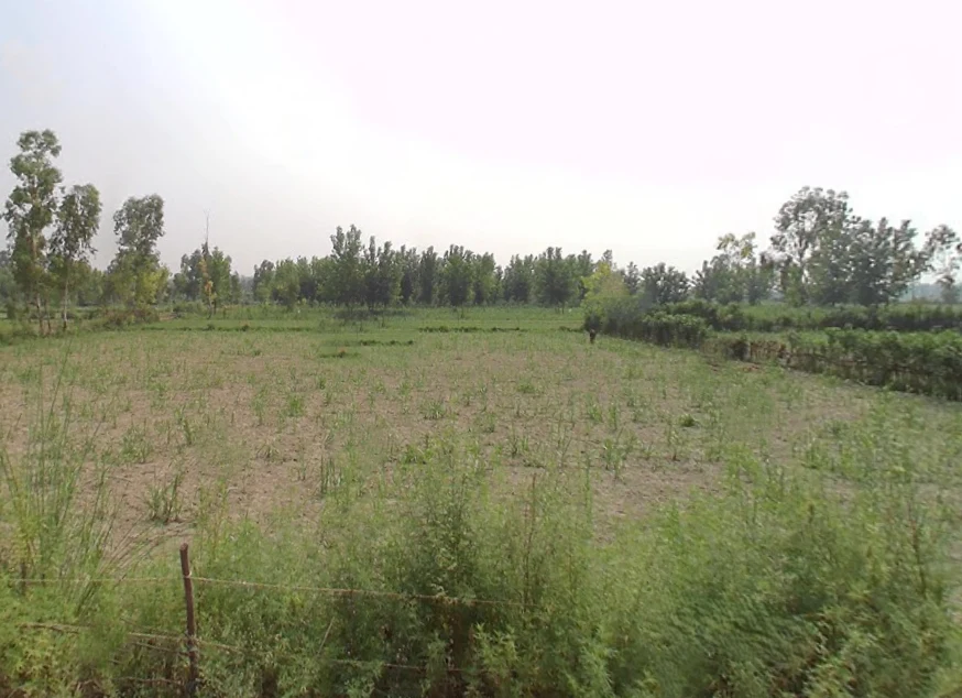 Bisawali Musta, Uttar Pradesh 244225, India