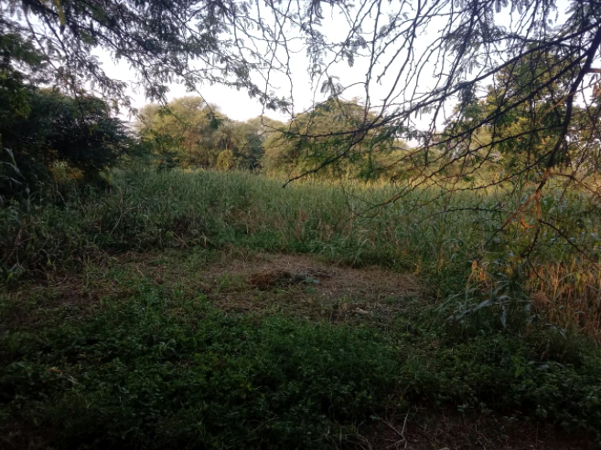 QH2P+CFM, Junglee Mohal, West Bengal 735234, India