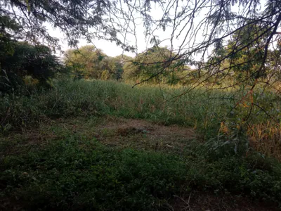 QH2P+CFM, Junglee Mohal, West Bengal 735234, India preview 2