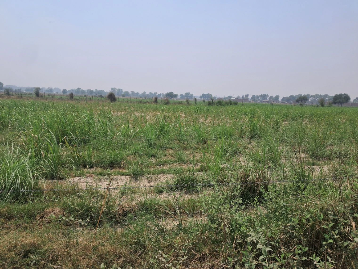 P7P3+H6 Tihura Uparhar, Uttar Pradesh, India