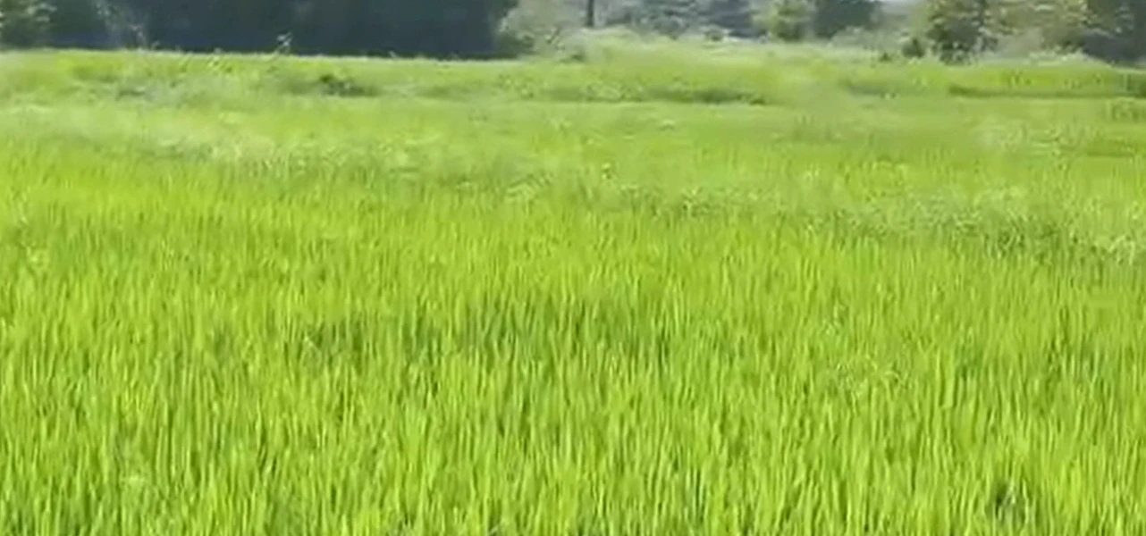 H77M+W9 Kummera, Nagarkurnool, Telangana, India