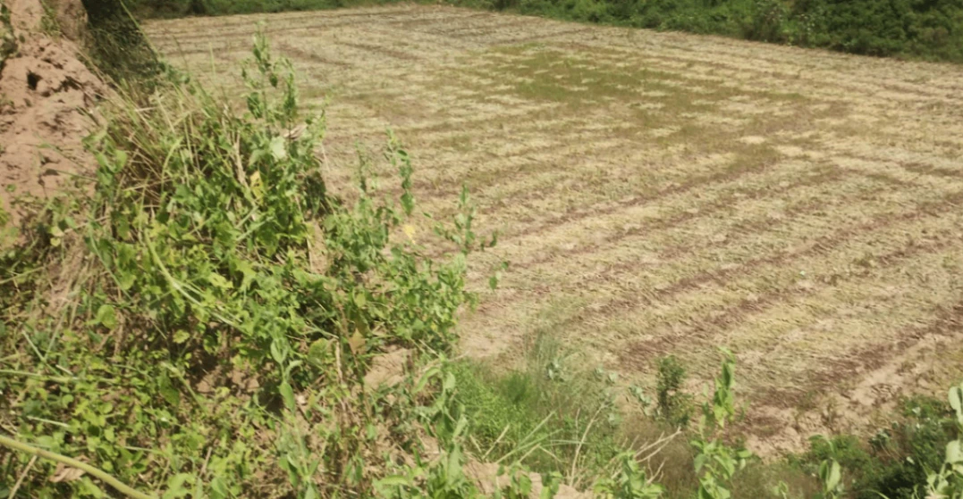 Rajpura, Punjab, India