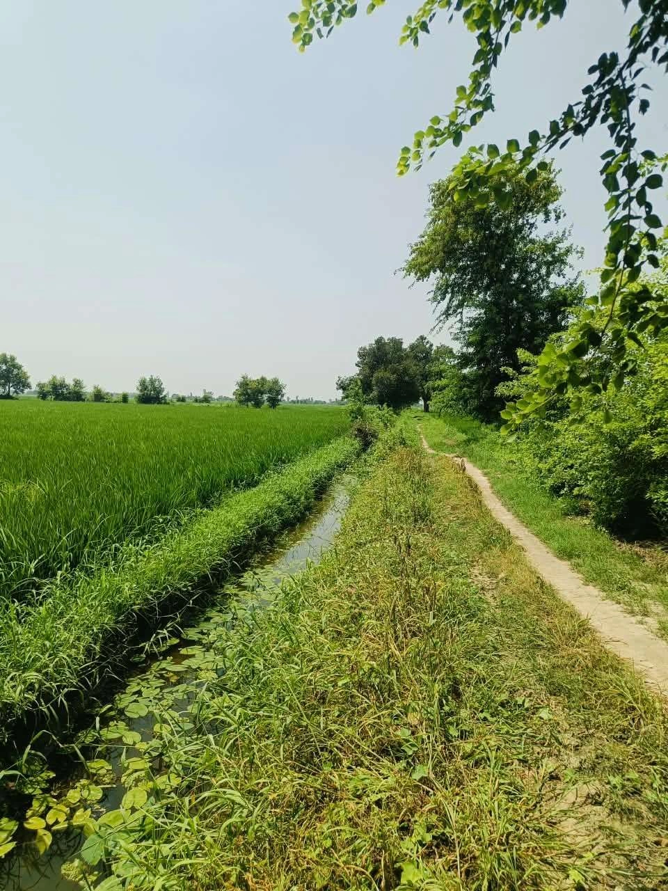 Thok Kamal, Aligarh, Uttar Pradesh 281206, India