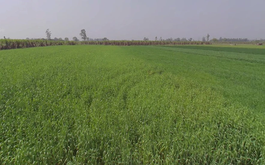 Mawana, Uttar Pradesh, India