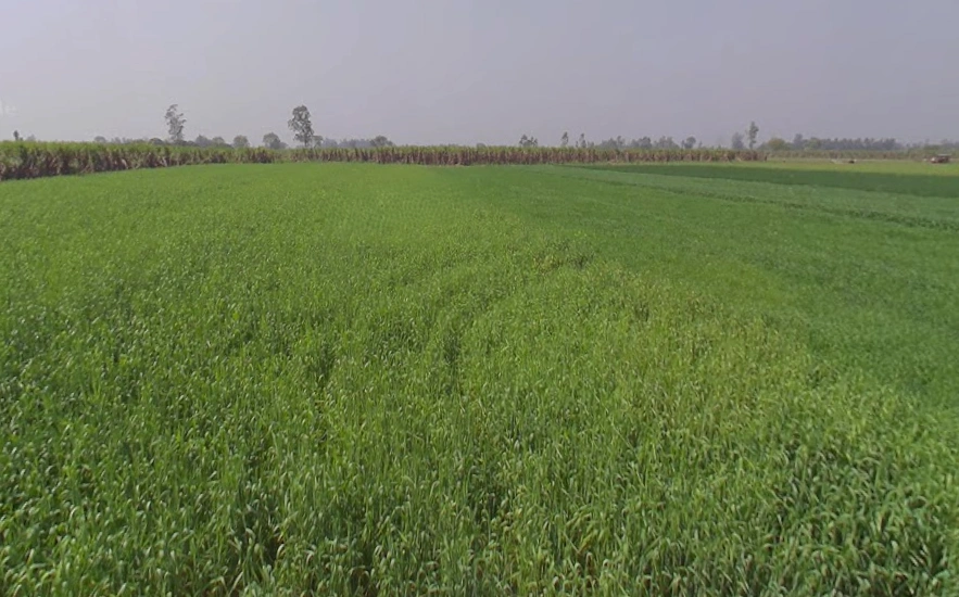 Mawana, Uttar Pradesh, India