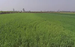 Mawana, Uttar Pradesh, India preview 3