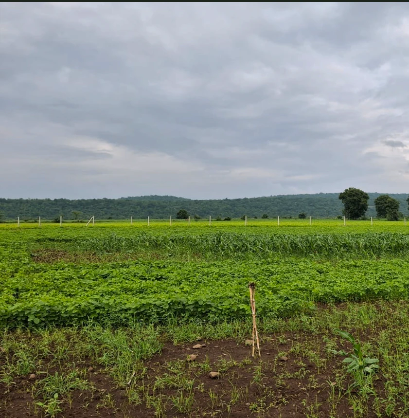 Najarpur, Ujjain, Madhya Pradesh 456550, India
